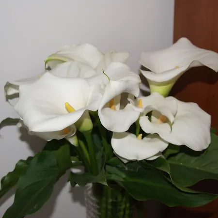Il Grillo Di Bed & Breakfast Firenze