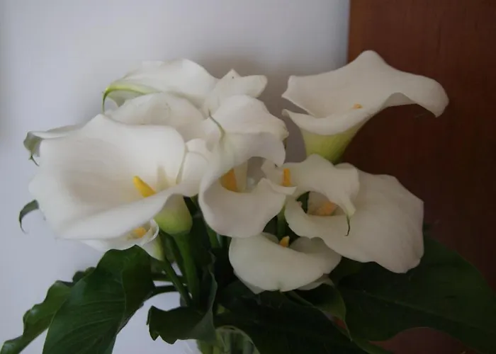 Il Grillo Di Bed & Breakfast